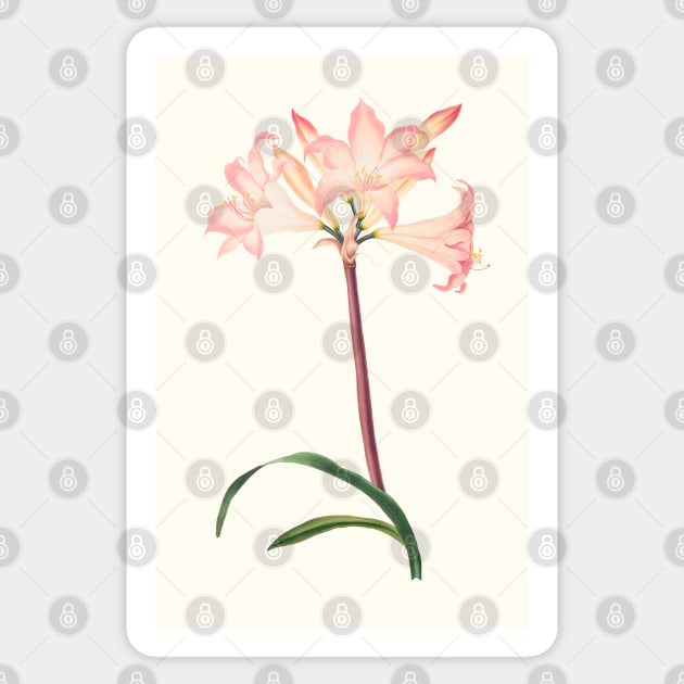 Amaryllis Belladonna - botanical illustration Sticker by chimakingthings